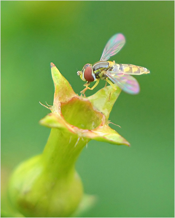 Hoverfly