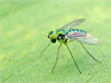 Long-legged Fly