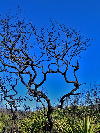 Trees in St. Augustine